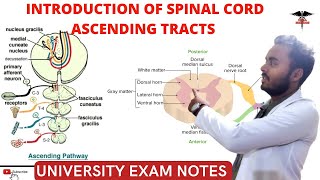 Spinal Cord  Ascending Tracts  CNS Physiology [upl. by Onibag]