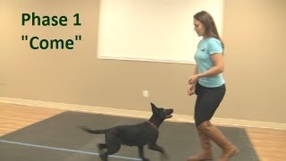 Best way to teach a puppy to come when called K91com [upl. by Lana371]