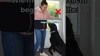 So solltest du deinen Hund begrüßen ✅ hunde hund hundetraining labrador hundeerziehung dog [upl. by Niotna]