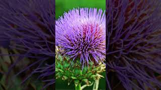 CARDOON Related to Artichoke Vegetable [upl. by Ahsinod]