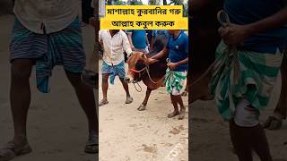 Biggest cow qurbani  Ali bhai cow video  cow video  trending viral cowmandishorts [upl. by Novled]