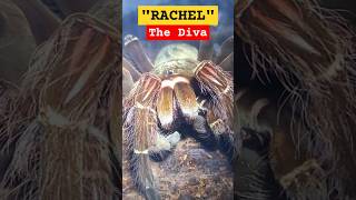 🕸💯💛💯🕸GOLIATH TARANTULA quotRACHELquot💯THE DIVA🕸💯💛💯🕸 goliathtarantula theraphosa nature diva [upl. by Aleka]