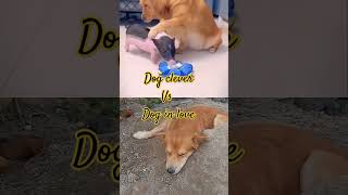 Dog clever vs dog in love masjowi doglover dog animals [upl. by Lorrimor]