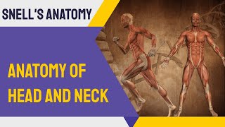 Snells clinical anatomy  Head and neck review order [upl. by Llorre]