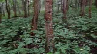 An Ash Tree Fraxinus excelsior Mast Year in Eglinton Woods Ayrshire [upl. by Ordnassela]