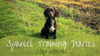 Gundog Training  Progressing the Stop whistle [upl. by Ajed]