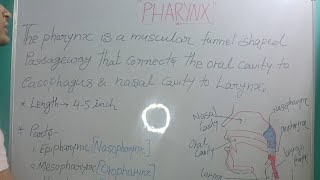 Pharynx  Anatomy and disorders [upl. by Broddie]