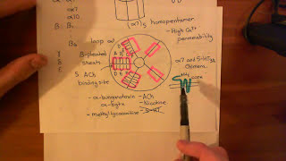 5HT3 Receptor Antagonists Part 4 [upl. by Eidnas505]