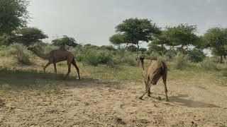 Two camels are thanking each othercamel tharjangal nicevideo youtubevideo [upl. by Cimbura146]