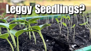 EASY Solutions To Help Leggy Seedlings Grow Big And Strong [upl. by Wilson872]