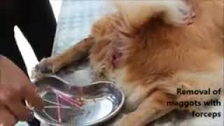 myiasis in abdomen of dog with surgical removal [upl. by Daffy]