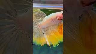 Beautiful Betta fish 💛 shortsvideo shortvideo [upl. by Deedahs]