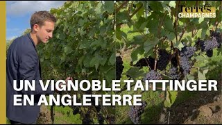 Une vignoble Taittinger en Angleterre [upl. by Jim335]