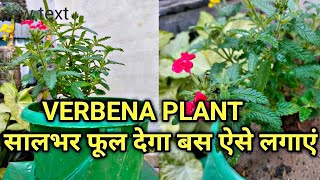 सालभर फूल आएंगे वर्बेना में बस ऐसे लगाएं  How To Repot Verbena Plant For More Flowering [upl. by Iramo]