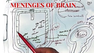 Meninges of brain and spinal cord anatomy  dura mater arachnoid mater  pia mater  CSF [upl. by Friedland320]