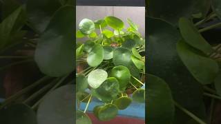 How to care Pilea Peperomioides  Chinese Money Plant pilea chinesemoneyplant indoorplant [upl. by Ylrahc535]