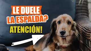 DOLOR de ESPALDA en PERROS 🐶👇Síntomas y Causas [upl. by Nojad]