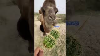 Desert Camel eating Desert Things by man desertanimals shorts [upl. by Gamin]