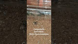 Camponotus auriventris du concours fourmishobbies  elles sont magnifiques [upl. by Jepum]