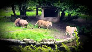 Barbary Lions Feeding Time  Belfast Zoo [upl. by O'Toole]