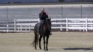 First ride outside on Warmblood stallion part 2 [upl. by Christensen669]