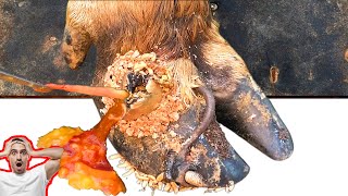 Poor Cows Leg PIERCED by Iron Bar FULL of Pus and Worms 🐄 satisfying 241104 [upl. by Olvan323]