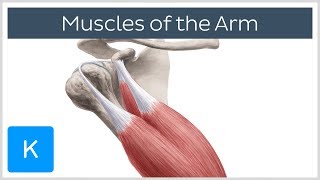 Muscles of the arm  Origin Insertion amp Innervation  Human Anatomy  Kenhub [upl. by Htebazila]