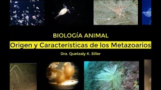 Origen y Caracteristicas de los metazoarios [upl. by Sile]