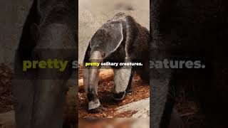 Anteater T Pose facts science anteater animals [upl. by Ahsiekel]