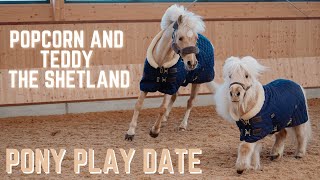 POPCORN MEETS TEDDY THE SHETLAND  PONY PLAY DATE [upl. by Yasmar]