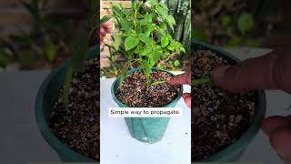 Simplest way to propagate roses shorts plantingtips [upl. by Lewert]