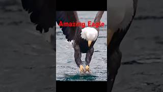 Amazing Eagle birds [upl. by Ociram651]