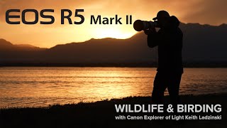 Photographing Wildlife and Birds in Flight Using the Canon EOS R5 Mark II [upl. by Yllen444]