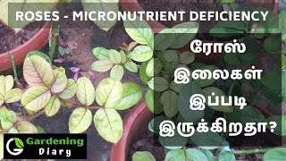 Rose Micronutrient deficiency  ரோஸ் இலைகள் ஏன் வெளிர் பச்சை நிறமாக உள்ளது [upl. by Quiteri]