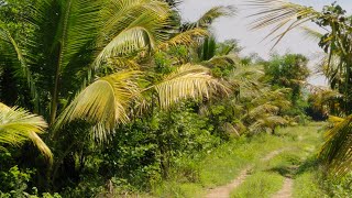 No  187 Very Low Budget Farm amp Agriculture Land Property For Sale Near Vandavasi  9626716274 [upl. by Ihtak746]