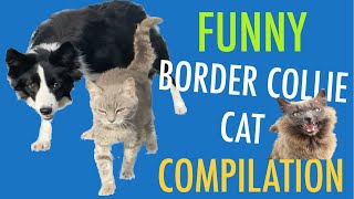 BORDER COLLIE DOG OBSESSION with CATS kittens stalking  cute amp funny video [upl. by Auhsoj]