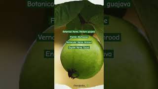 Psidium guajava viralvideo youtubeshorts botany plantscience guava amrood plants garden [upl. by Premer]