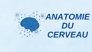 Anatomie du cerveau [upl. by Darwen]