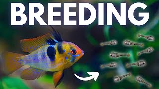 How to Breed Ram Cichlids German Blue Black Gold [upl. by Bonner]