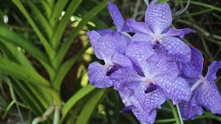 ALL ABOUT THE VANDA ORCHID amp FAMILY  CareGrowthTips [upl. by Eirrak987]