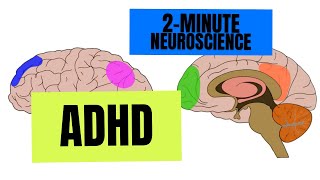 2Minute Neuroscience ADHD [upl. by Adiasteb]