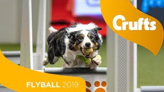 Flyball  Team SemiFinals  Part 2  Crufts 2019 [upl. by Gnilyam]