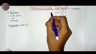 Triacylglycerol Synthesis  Lipid Metabolism  Doctor Z [upl. by Jenette432]