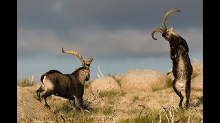 Cabras montesas el celo de la Cabra montés [upl. by Llenra]