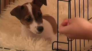 Crate Training Puppy Training Made Easy How To Crate Train Your Puppy [upl. by Herates85]