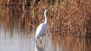 Egreta mare Ardea alba Great Egret [upl. by Ahsilat]