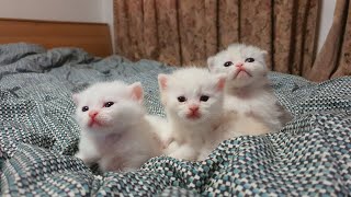 아기 고양이 18 일  20 일차 축 복 백 범 사랑 믿음 희망 아기 고양이 하이 랜드 스트레이트 냥이 kitten [upl. by Ayanej]