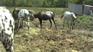 Appaloosa Horses [upl. by Mcguire]