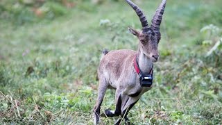 La réintroduction du bouquetin dans les Pyrénées [upl. by Odel]