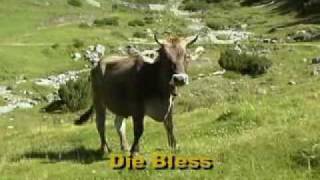 Jodellied Die Bless mei Kuah Jodler  Tiroler Abend DVD [upl. by Valda565]